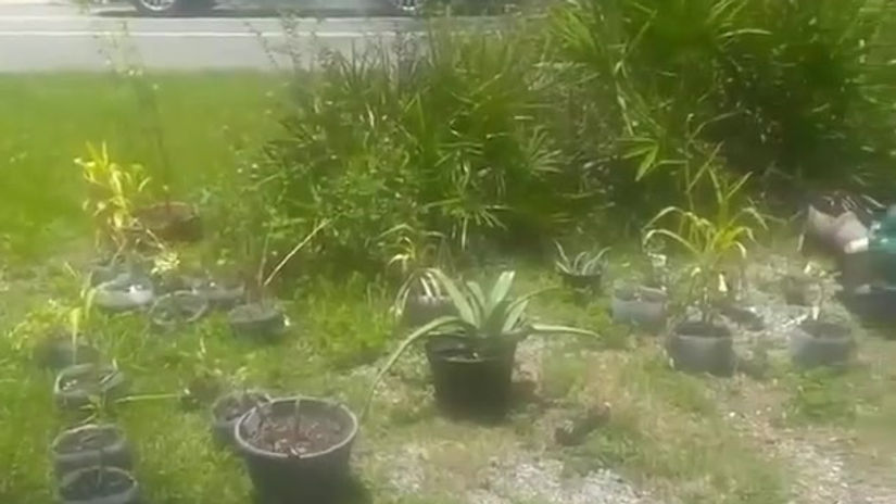 St. Roch Neutral Ground 2020